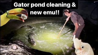 Gator enclosure cleaning & new emu!!