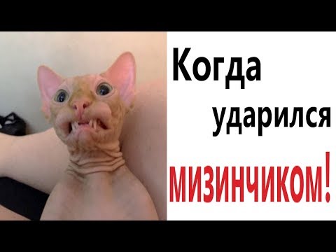 Лютые приколы. КОГДА УДАРИЛСЯ МИЗИНЧИКОМ!!! Самое смешное видео! Засмеялся проиграл! - Domi Show!