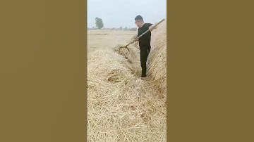 The process of stacking wheat stalks = good tools can increase efficiency