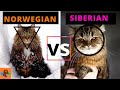 SIBERIAN CAT VS NORWEGIAN FOREST CAT (Breed Comparison) What is different about them?