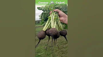 Очень полезная чёрная редька.