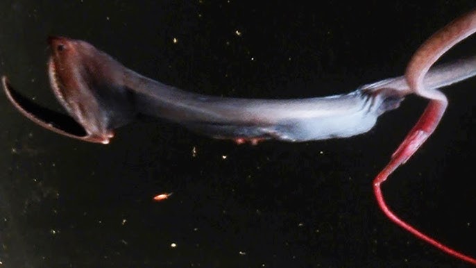 Gulper or Pelican eel - what you wanted to know (but were too