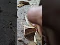 wood carving trick #artwork #woodscraft #wood #satisfying #wooddesigner #woodcarving