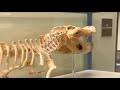 Have you ever seen an alligator skeleton?