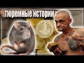 ТЮРЕМНЫЕ ИСТОРИИ / ПРО КРЫСУ И АРЕСТАНТА