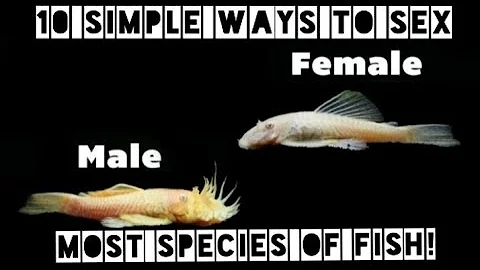 How Can You Tell If Your Fish Is Male OR Female? Easy Sexing For Most Aquarium Species -Boys & Girls