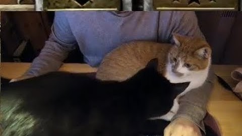 [C&C Zero Hour] Never (!) play 1v1 Clanwars with Cats