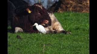 Cattle Egrets (Bubulcus ibis) near Ennis, Co Clare