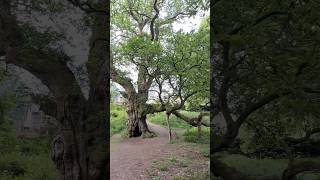 The 600-Year-Old Scottish Tree That Inspired Macbeth | The Birnam Oak