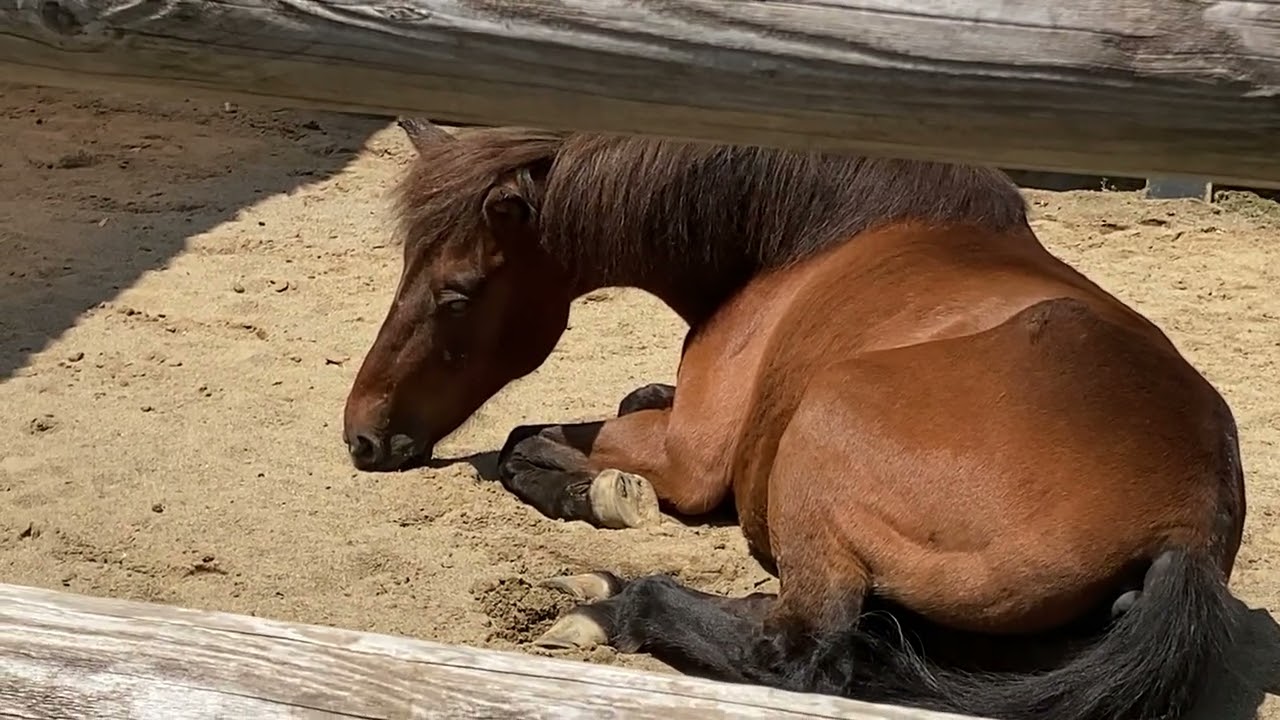 馬🐴🐎🫏 (A Horse) - YouTube