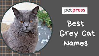 Grey Cat Names  Popular Grey Cat Name Ideas For Your Cute kittens