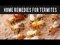 Home Remedies To Get Rid Of Termites In House, Kitchen Or Room | Without Chemicals