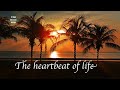 Chillout Lounge  "The heartbeat of life"