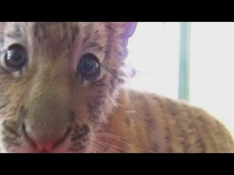 Wideo: Pet Scoop: Three Rare Tiger Cubs Urodzony w Tampa, właściciel alerty dla psa w House Fire