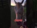 The worst French chef I've ever hired 🐴🚫 #horse #shorts #animals