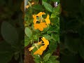 கனகாம்பரம் பூ செடியில் தாறுமாறான பூக்கள் பூக்க Simple ஆன ஒரு டிரிக்