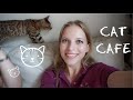 Очень много Китая и кошек | Cat Cafe