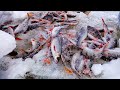 Рыбалка в ГЛУХОЗИМЬЕ в СИБИРИ, но РЫБУ МЫ НАШЛИ | Река Чулым