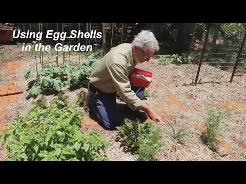 Using Egg Shells In The Vegetable Garden Youtube