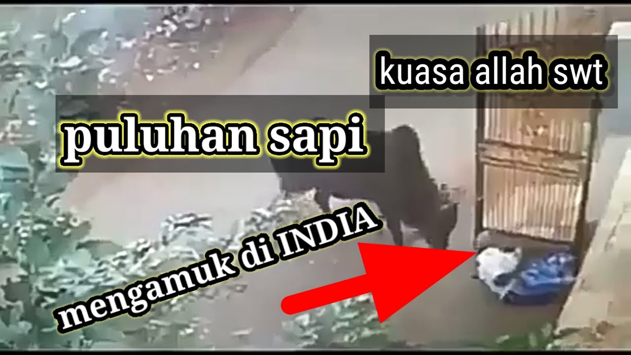 Sapi mengamuk di india - YouTube