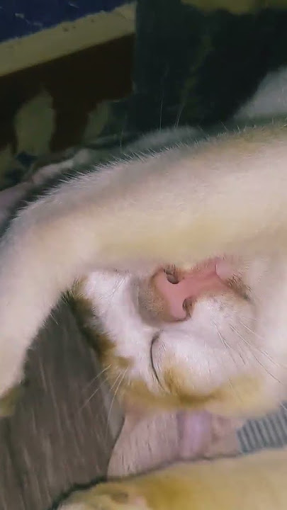 72#cat #cutecat