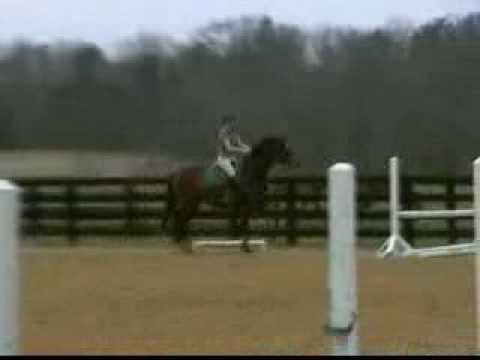 Awesome Horse FOR SALE in Virginia