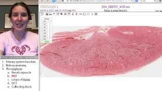 Proximal Convoluted Tubule Urinary System Human Anatomy Course