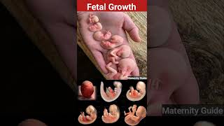 Fetal Growth ?viral trending youtube pregnancy baby