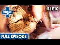 🐱 Cat Eats Human Medicine Accidentally | FULL EPISODE | S01E10 | Bondi Vet