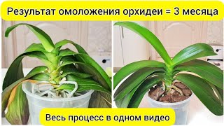 Легко ОМОЛОДИТЬ орхидею // Отличный РЕЗУЛЬТАТ омоложения орхидеи