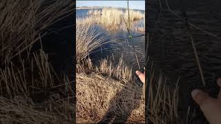 Тонны рыбы в болоте или рыбалка на паук  #рыбалка #щука #карп #carpfishing #fishing #carp #рыба