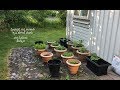 My home garden tour in Sweden / ಸ್ವೀಡನ್ ನಲ್ಲಿ ನನ್ನ ತರಕಾರಿ ತೋಟ