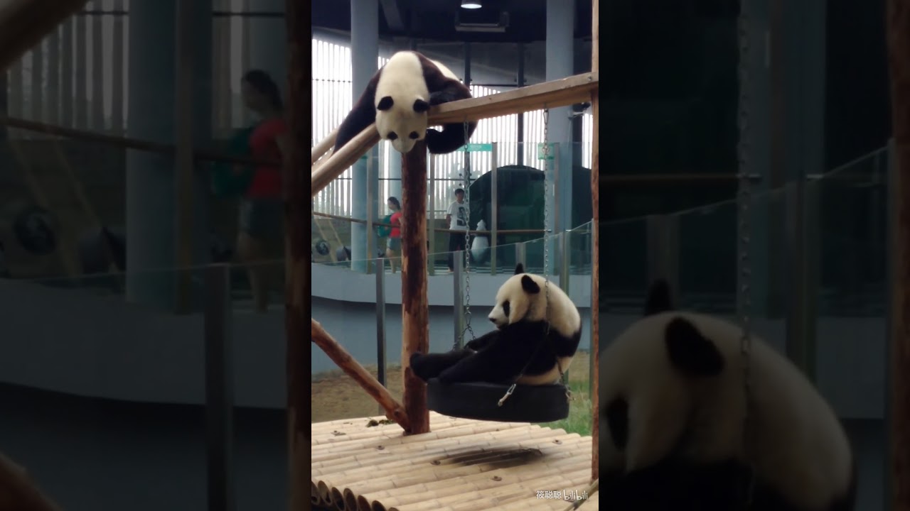 Panda Fei Yun-、I miss those happy moments we shared together. - YouTube