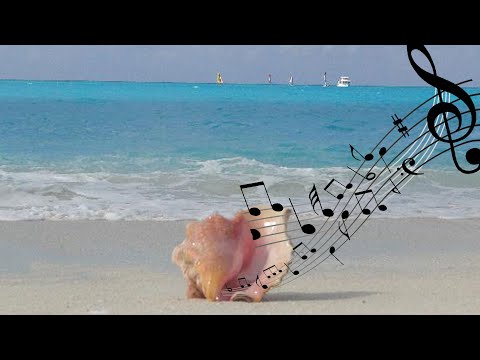 Vidéo: Pourquoi Le Bruit De La Mer Est-il Entendu Dans Les Coquillages ?