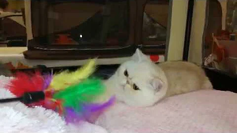 Video 1350231: exotic shorthair red, silver exotic shorthair, chaton exotic shorthair