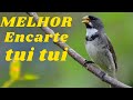 🔴 MELHOR CANTO TUI TUI PARA ENCARTE🔴🔴ÁUDIO COM FÊMEA TURBINE SEU COLEIRO 🔴