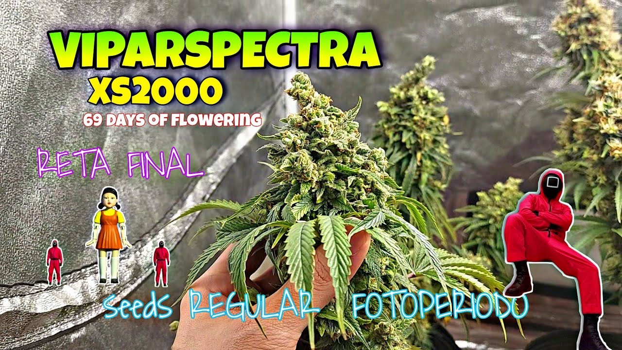 69 DIAS DE FLORAÇÃO 