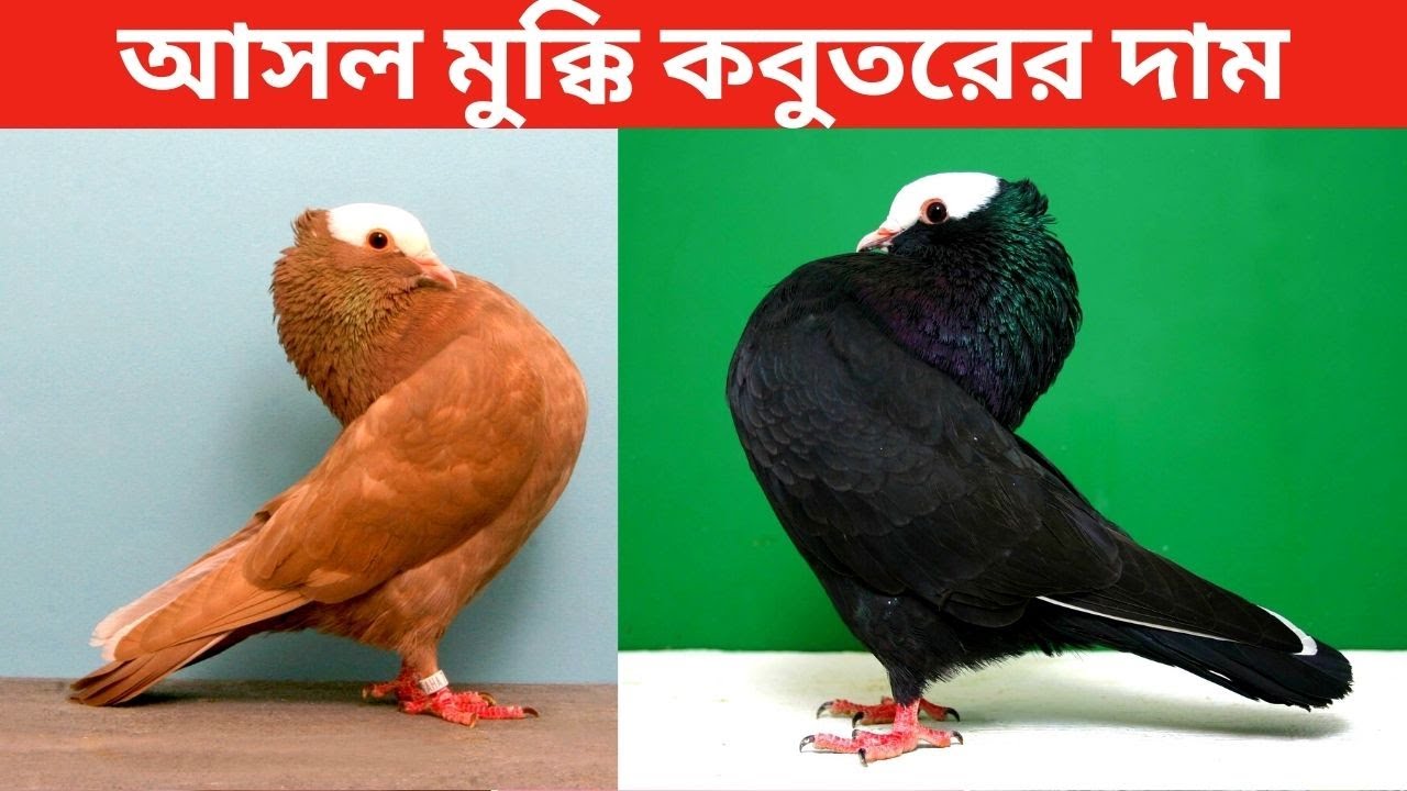 মুক্কি কবুতর এর দাম কত? কোথায় পাব? Mukkhi pigeon price in Bangladesh