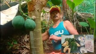 Catch & cook tinola  native chicken  from the farm  l Kabaros Channel