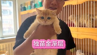 收只独苗金渐层，独苗的猫有啥不同呢#金渐层 #萌宠出道计划~我与猫的故事【大熊玩猫】