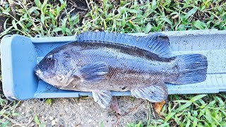 Tautog(Blackfish) fishing Inlets and Canals in New Jersey!