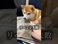 新メンバー加入☝️#柴犬 #豆柴 #shibainu #犬 #犬のいる暮らし #shorts
