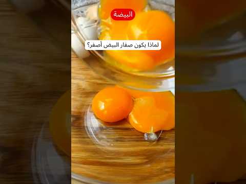 لماذا يكون صفار البيض أصفر صفار البيض معلومة سريعة تغذية بيض علم حقائق علمية لماذا