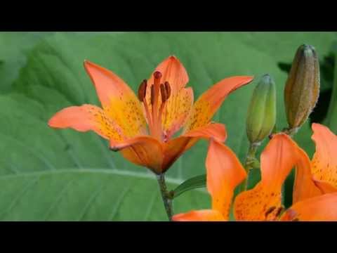 Video: Kuuman sään värin saavuttaminen: värikkäiden kukkien kasvattaminen kuumissa ilmastoissa