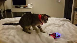 Cat vs Drone