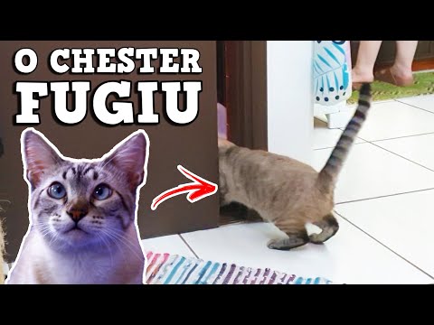 Videos do Gato Chester 