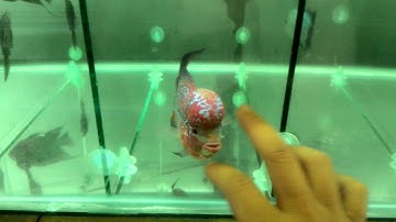 Cá La Hán Đẹp Giá Rẽ - 0933553883