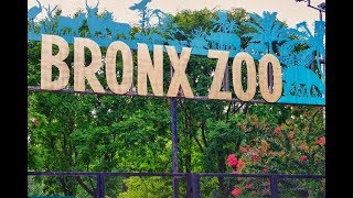 Bronx Zoo Complete Tour New York #bronxzoo