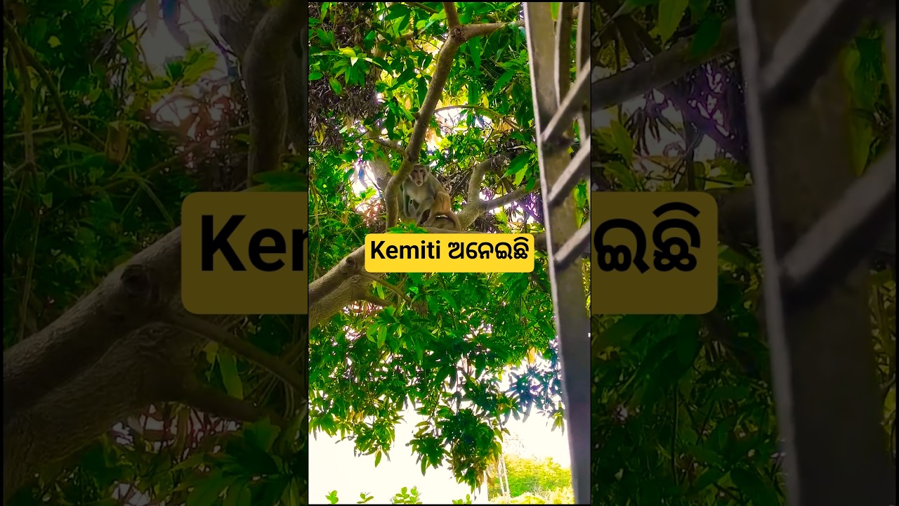 Dil ka jo hal he..... #ytshorts #trending #musicgenre #nature