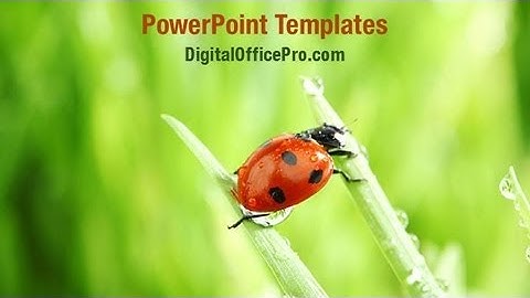 Ladybug on Leaf PowerPoint Template Backgrounds - DigitalOfficePro #06582W